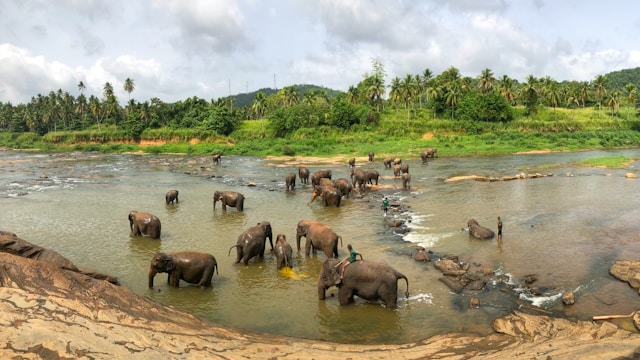 Sri Lanka Wildlife